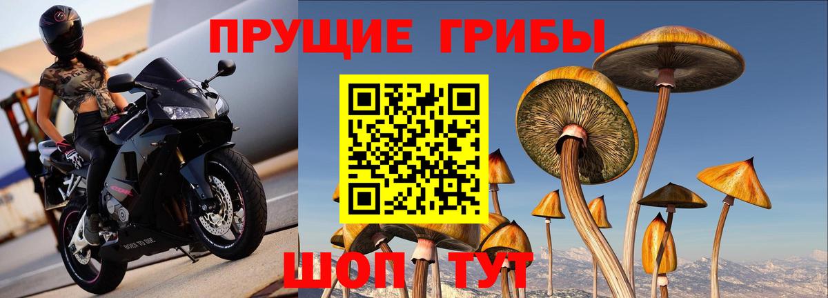 Сертолово  Псилоцибиновые грибы GOLDEN TEACHER  Вход с VPN 